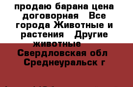 продаю барана цена договорная - Все города Животные и растения » Другие животные   . Свердловская обл.,Среднеуральск г.